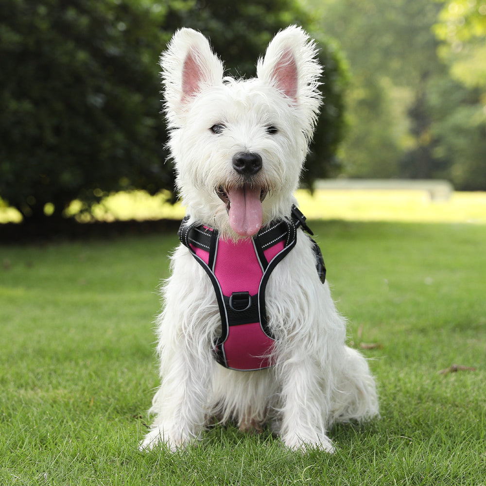 Personalized Dog Harness NO PULL Breathable Pet Harness Vest with Lovely Custom Patch Harness for Small Medium Large Dogs